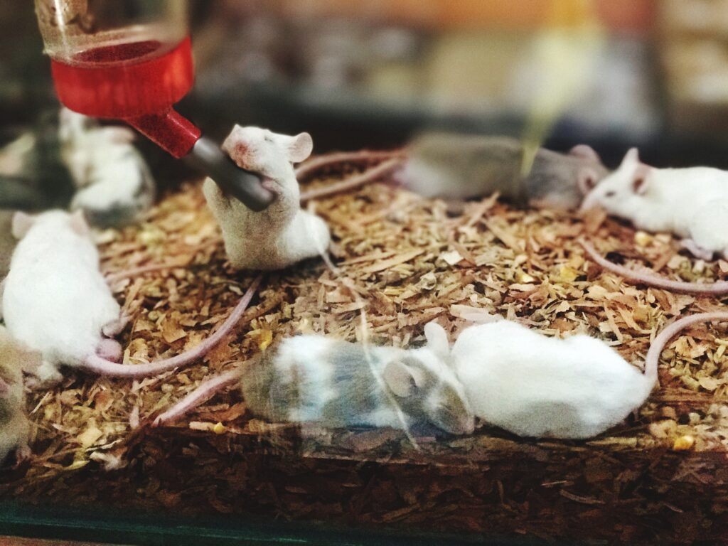 In-Vivo Toxicology Studies